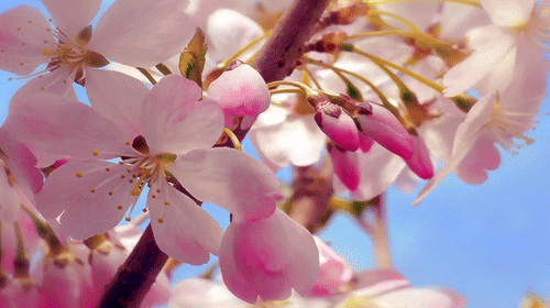 花5.gif