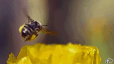 bee1.jpg